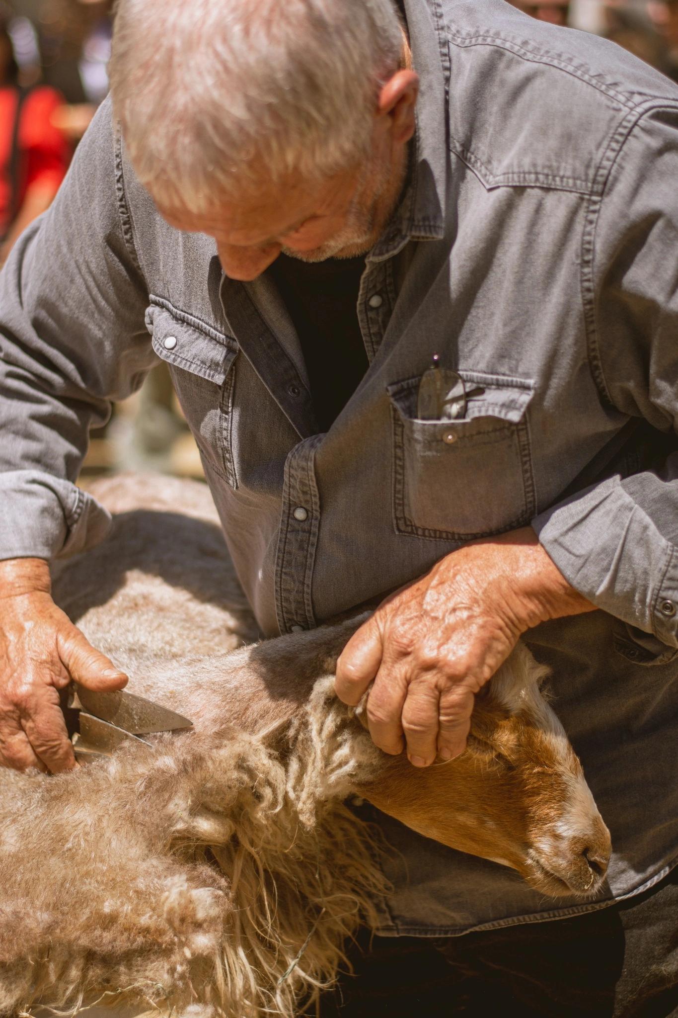 Tundera : Tonte des moutons à la main, une tradition corse des plus anciennes