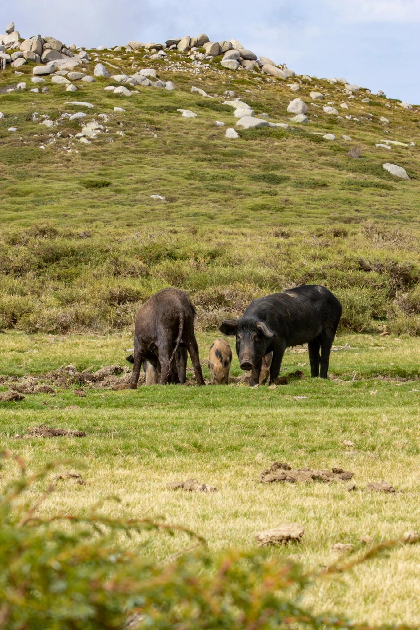Nature et animaux en Corse